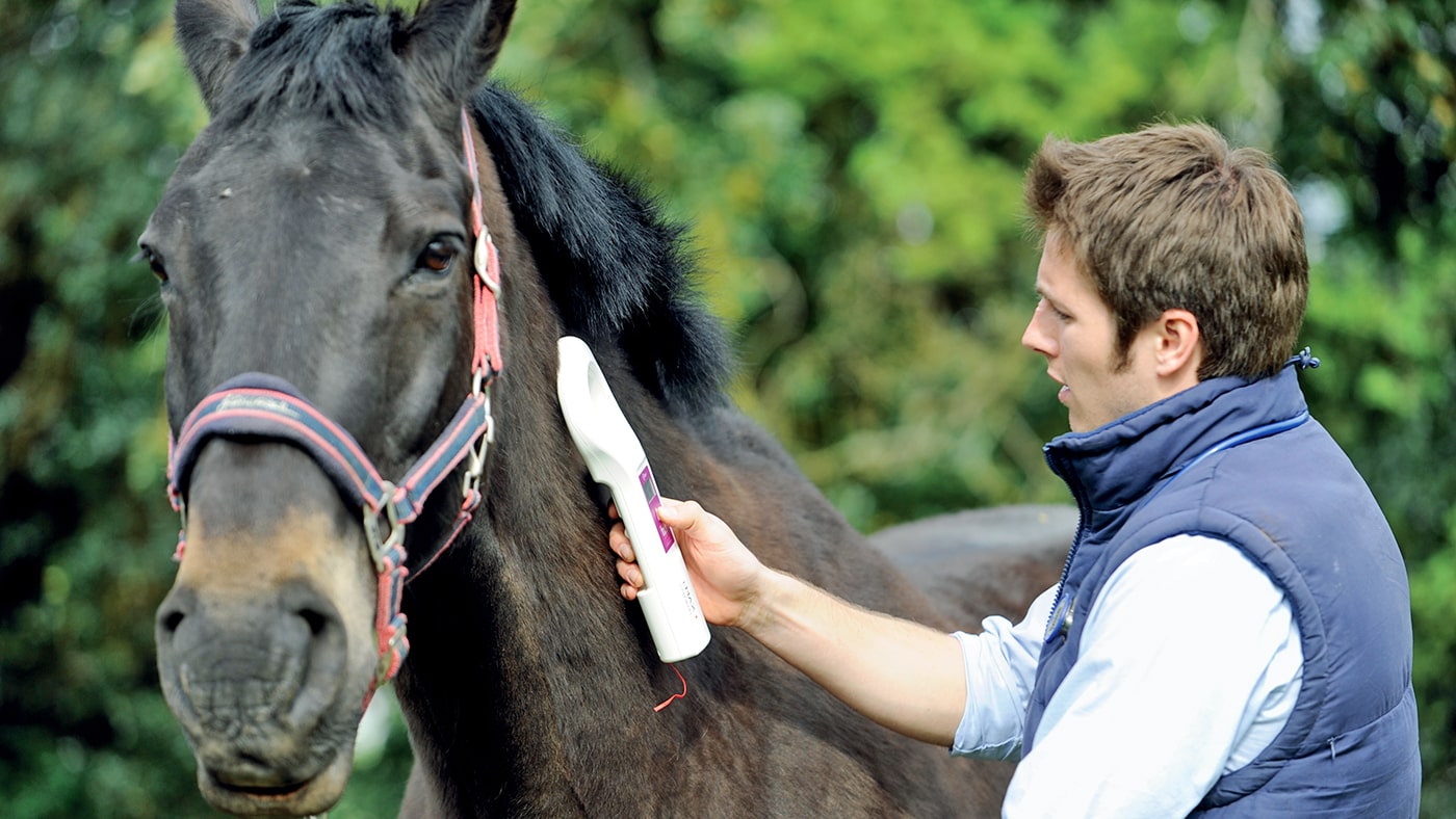 The Horse Care Shop -The Horse Care Shop IPCIMMGLPICT000001115896 61377452 167050081 min