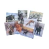 Caroline Cook Winter Collection Cards - Pack Of 16 -The Horse Care Shop caroline cook winter collection cards pack of 16 11021.1689375089