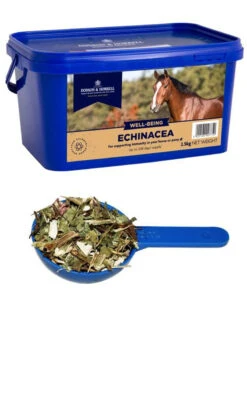 Dodson And Horrell Echinacea - All Sizes