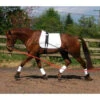 EquiAmi Lunging Training Aid - All Sizes -The Horse Care Shop equi ami equiami lunging training aid 69378.1631698356