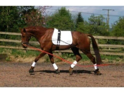 EquiAmi Lunging Training Aid - All Sizes