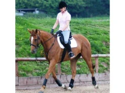 EquiAmi Riding Training Aid