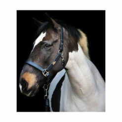 Equilibrium Stellar Safety Headcollar -The Horse Care Shop equilibrium equilibrium stellar safety headcollar 49474.1631410724
