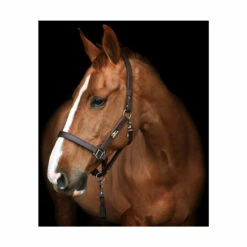 Equilibrium Stellar Safety Headcollar -The Horse Care Shop equilibrium equilibrium stellar safety headcollar 77556.1631410842