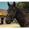 Heritage Comfort Bridles With Flash Noseband (127) 1 Heritage Comfort Bridles With Flash Noseband (127) -The Horse Care Shop heritage bridles heritage comfort bridles with flash noseband 127 28252.1631696199