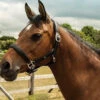 Heritage English Leather Headcollar 1 Heritage English Leather Headcollar -The Horse Care Shop heritage bridles heritage english leather headcollar 44275.1631523757