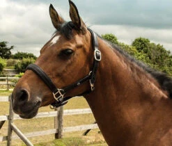 Heritage English Leather Headcollar