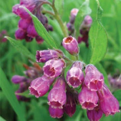 Hilton Herbs Comfrey Leaf Tincture