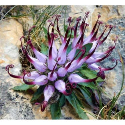 Hilton Herbs Devil's Claw Tincture