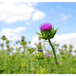 Hilton Herbs Milk Thistle Seed Tincture -The Horse Care Shop hilton herbs hilton herbs milk thistle seed tincture 97515.1631523880