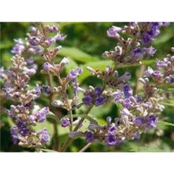 Hilton Herbs Vitex Agnus Castus Tincture