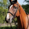 JHL Raised Cavesson Bridle - Brown 2 JHL Raised Cavesson Bridle - Brown -The Horse Care Shop jhl raised cavesson bridle brown 68092.1652344959