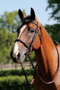 JHL Raised Cavesson Bridle - Brown