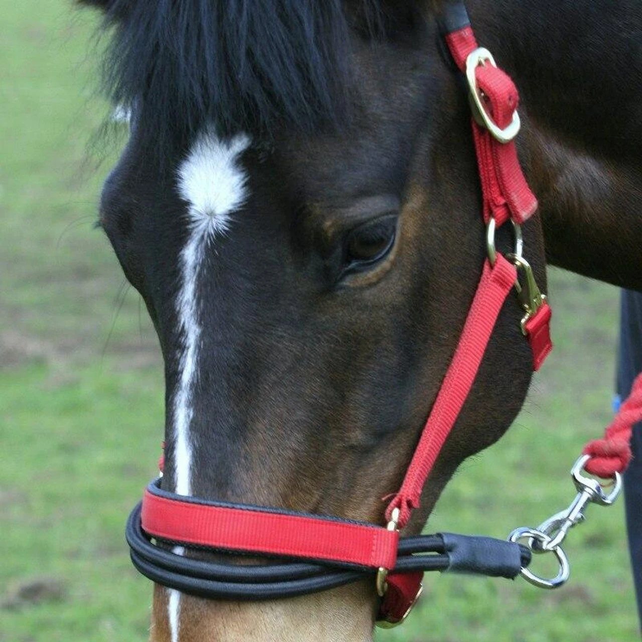 EzyLoader Headcollar Adapter For Reluctant Horses 3 EzyLoader Headcollar Adapter For Reluctant Horses