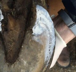 Red Horse Artimud - Medicated Hoof Putty - All Sizes -The Horse Care Shop red horse products red horse artimud medicated hoof putty all sizes 73416.1656324036