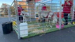 Reindeer Bell Harness And Collar Set 20 Reindeer Bell Harness And Collar Set -The Horse Care Shop reindeer bell harness and collar set 59710.1674230444