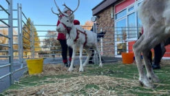 Reindeer Bell Harness And Collar Set 21 Reindeer Bell Harness And Collar Set -The Horse Care Shop reindeer bell harness and collar set 66784.1674230448