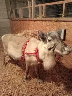 Reindeer Bell Harness And Collar Set
