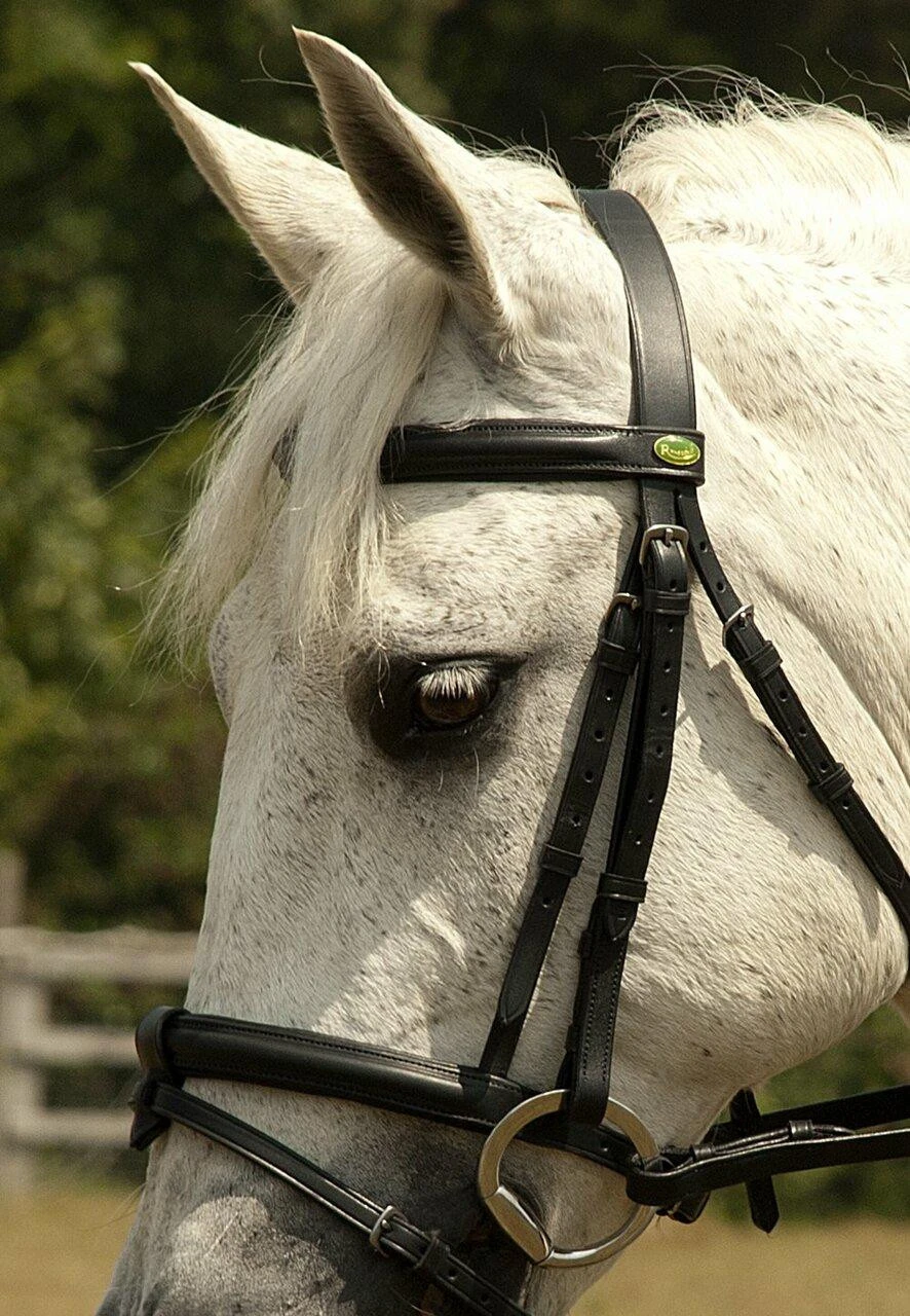 Rhinegold Cavesson Bridle With Detachable Flash (R104) 4 Rhinegold Cavesson Bridle With Detachable Flash (R104) - Image 2