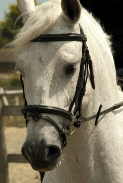 Rhinegold Cavesson Bridle With Detachable Flash (R104) 7 Rhinegold Cavesson Bridle With Detachable Flash (R104) -The Horse Care Shop rhinegold rhinegold cavesson bridle with detachable flash r104 70527.1631698216