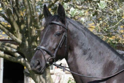 Rhinegold Elegance Flash Bridles
