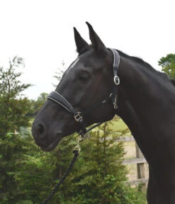 Rhinegold Rocco Italia Turin Leather Headcollar - Black