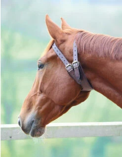 Shires Leather Cribbing Collars - Australian Nut