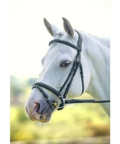 Shires Rapida Freedom Fit Padded Flash Bridle -The Horse Care Shop shires rapida freedom fit padded flash bridle 89249.1644124778
