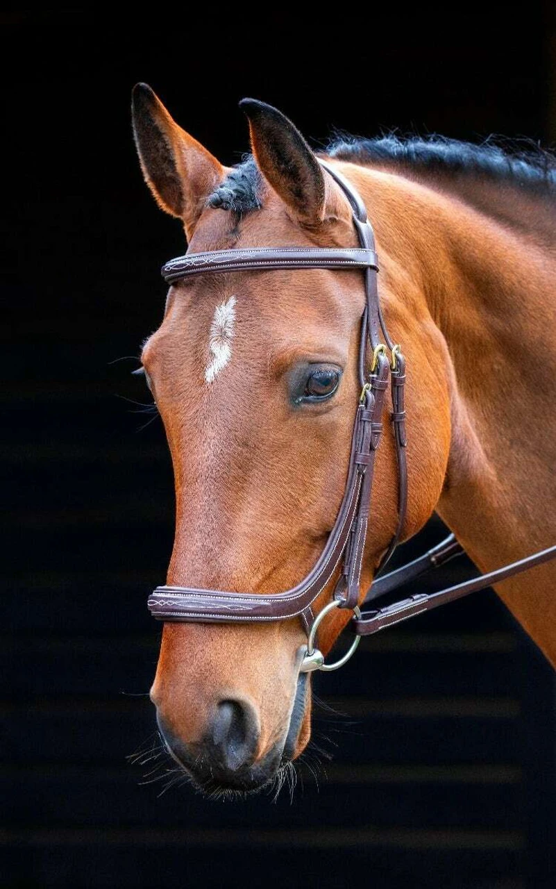 Shires Salisbury Berekeley Ergonomic Cavesson Bridle 4 Shires Salisbury Berekeley Ergonomic Cavesson Bridle - Image 2