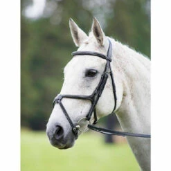 Shires Avignon Grackle Bridles