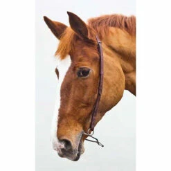 Shires Blenheim Chifney Strap