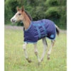 Shires Foal Turnout Rugs -The Horse Care Shop shires shires foal turnout rugs 56670.1631697290