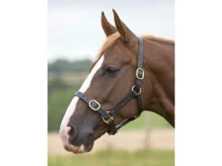 Shires Fully Adjustable Leather Headcollars (373B)