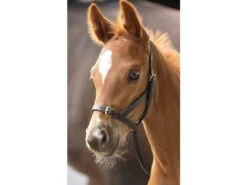 Shires Leather Foal Slips - Havana Brown