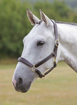 Shires Leather Padded Travel Headcollars (346)