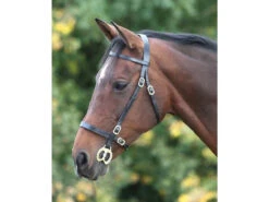 Shires Plain In Hand Showing Bridles