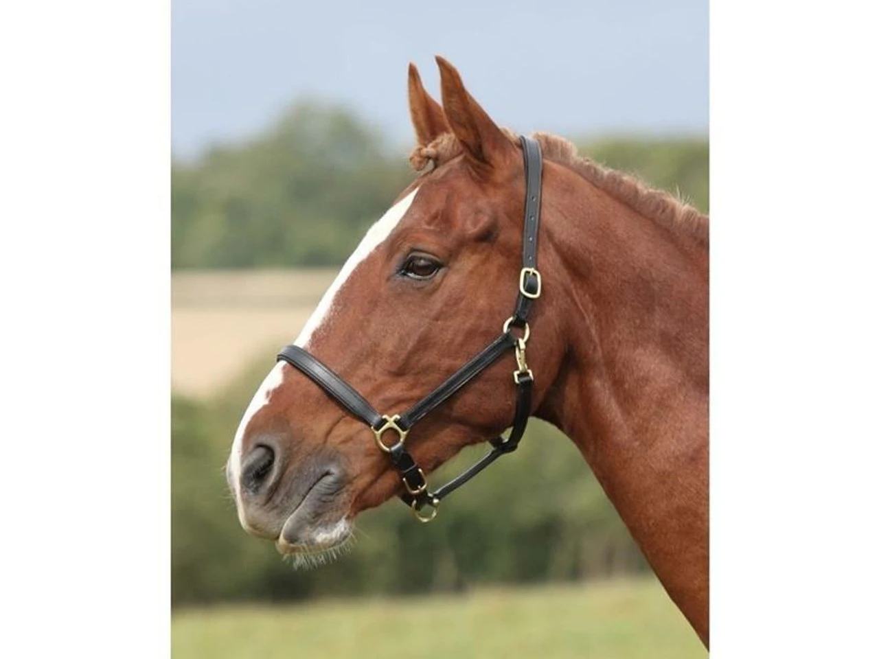 Shires Ragley Leather Headcollars 3 Shires Ragley Leather Headcollars