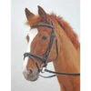 Shires Salisbury Bodenham Flash Bridles -The Horse Care Shop shires shires salisbury bodenham flash bridles 15101.1631696301