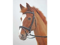 Shires Salisbury Bodenham Flash Bridles