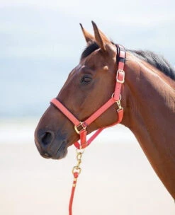 Shires Topaz Headcollars - All Sizes 21 Shires Topaz Headcollars - All Sizes -The Horse Care Shop shires shires topaz headcollars all sizes 03086.1631524232