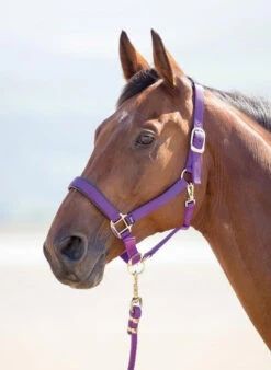 Shires Topaz Headcollars - All Sizes 15 Shires Topaz Headcollars - All Sizes -The Horse Care Shop shires shires topaz headcollars all sizes 04131.1631409018