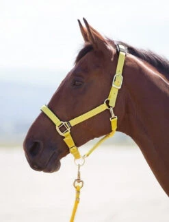 Shires Topaz Headcollars - All Sizes 19 Shires Topaz Headcollars - All Sizes -The Horse Care Shop shires shires topaz headcollars all sizes 16487.1631524710