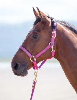 Shires Topaz Headcollars - All Sizes 18 Shires Topaz Headcollars - All Sizes -The Horse Care Shop shires shires topaz headcollars all sizes 90192.1631410221