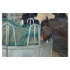 Trickle Net Topper Net -The Horse Care Shop trickle net trickle net topper net 49772.1631408314