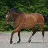 Waldhausen German String Lunging Aid -The Horse Care Shop waldhausen waldhausen german string lunging aid 21372.1631408433