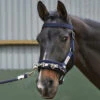 Whitaker Lunge Cavesson -The Horse Care Shop whitaker international whitaker lunge cavesson 49277.1631696075