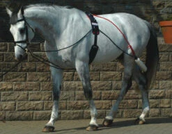 Whitaker Lunging Aid With Roller (Training System)