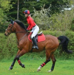 Woof Wear Colour Fusion Close Contact Saddlecloths - All Colours -The Horse Care Shop woof wear woof wear colour fusion close contact saddlecloths all colours 31135.1631353344