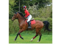 Woof Wear Colour Fusion Club Brushing Boots - All Colours -The Horse Care Shop woof wear woof wear colour fusion club brushing boots all colours 32943.1631353239